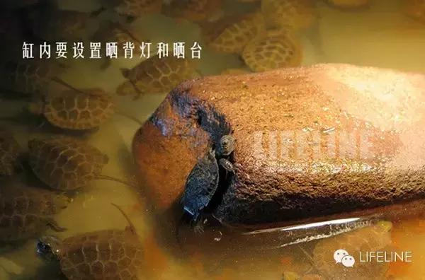 日本石龟龟苗饲养指南