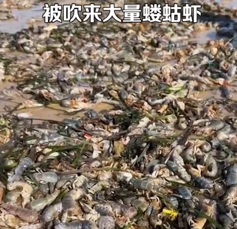 大风后海滩狂捡30斤蝼蛄虾