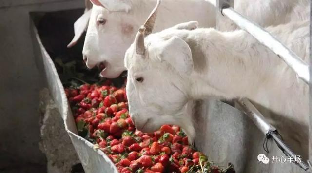 【奇事】快来瞧瞧！安徽合肥有个给羊喂“草莓”的养殖场
