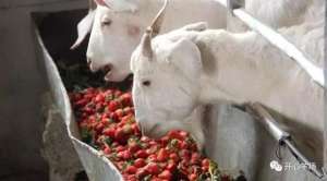 合肥羊养殖场(【奇事】快来瞧瞧安徽合肥有个给羊喂“草莓”的养殖场)