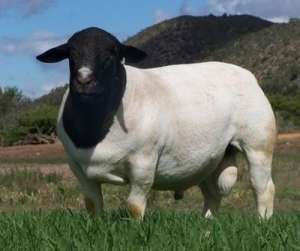杜泊绵羊养殖与繁殖(杜泊如何与小尾寒羊进行杂交？)