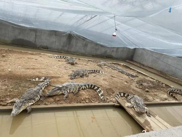 三门有人在家门口办起鳄鱼专业养殖场