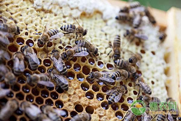 蜜蜂养殖技术，新手养殖不可错过！