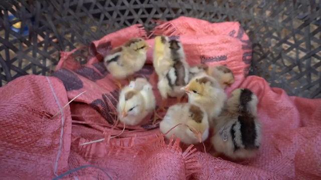 吉娜家养殖的土鸡，孵化出了许多小鸡仔，真的太让人高兴了