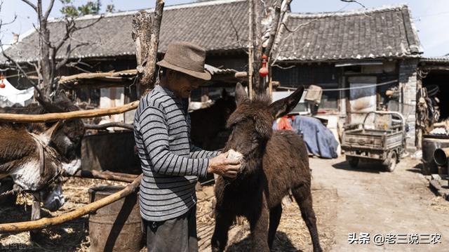 辽宁一村支书，养肉驴30年，一年卖出18万，带领150户农民致富