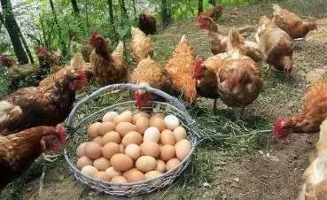 养鸡场用上艾草作饲料，鸡子少生病多下蛋