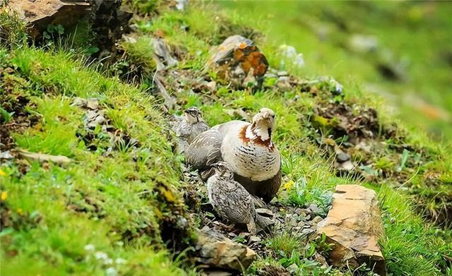 喜马拉雅有种珍稀雪鸡，占领山头吹口哨炫耀，雏鸟一出生就去觅食
