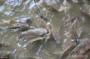 广西淡水鱼养殖(广西罗非鱼如何“游”出困境，巴沙鱼将成广西新兴水产养殖品种)