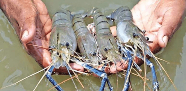 罗氏沼虾的养殖技术具体有哪些？