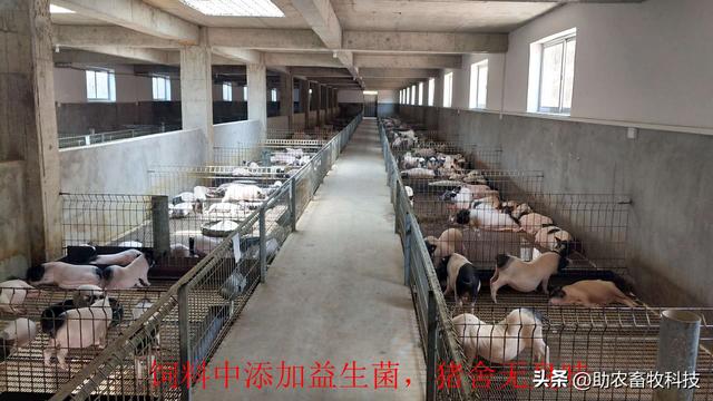百色市田东县这个香猪养殖场采用微生物技术，猪病少肉质香效益高
