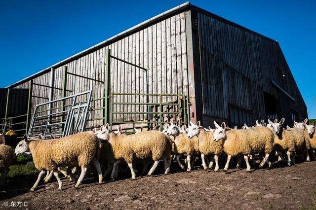 「养羊管理中的科学」羊场生产管理中应注意的问题！