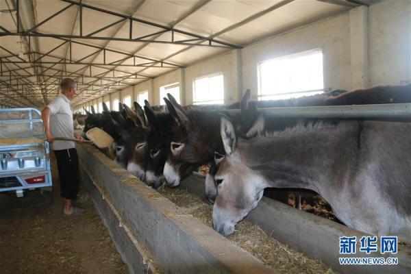河北广宗：肉驴养殖助农增收