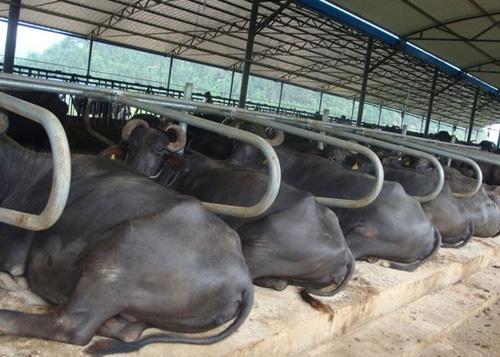 摩拉水牛犊牛育肥要从哪些方面做起？