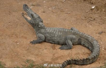 苏州一小区惊现70厘米长暹罗鳄 居民推测是家养鳄鱼