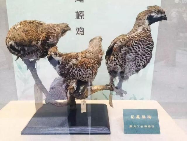 经济价值珍禽：花尾榛鸡，肉质鲜美、羽毛利用率高，一斤能卖300元