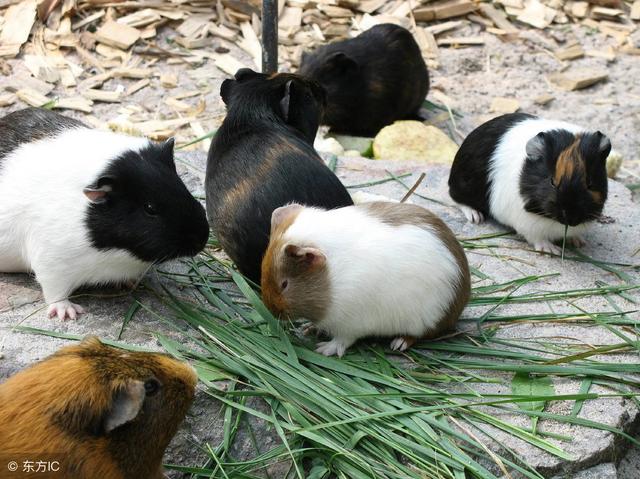 南耘：农村创业养殖荷兰猪养殖发现不一样的特种养殖