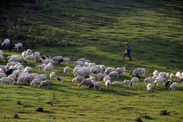 女精英返乡创业养殖湖羊，只因用了4个妙招，年收入高达八百万元