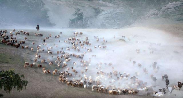 宁夏：牛羊养殖环境污染及防控措施