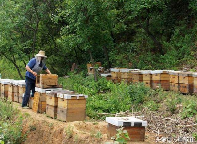 贵州适合饲养什么蜜蜂，在贵州饲养蜜蜂前景如何？