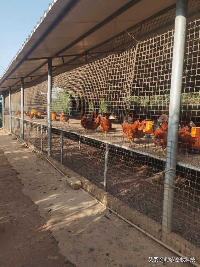 低架网床养鸡鸡粪自动发酵1-2年才清理1次的操作技术