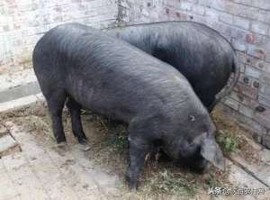 陕西省黑猪养殖(山西黑猪养殖需要哪些条件？)