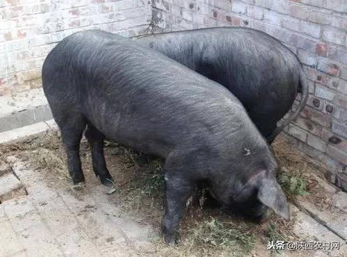 山西黑猪养殖需要哪些条件？