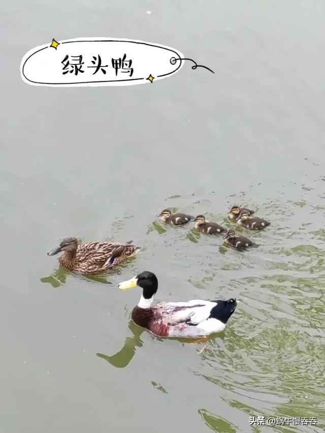 公园里的自然课：绿头鸭有宝宝了，毛头鬼伞真神奇