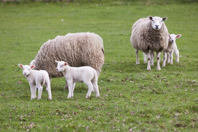 适合圈养的绵羊品种有哪些？80后养羊小伙经验总结