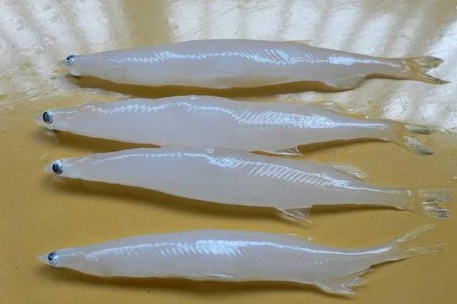 养殖银鱼需要注意什么，注意溶解氧含量，引入鱼虾注意密度