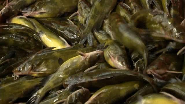 黄颡鱼价格上涨卖到13块一斤，亩收益达到1万！特种鱼也开始供不应求