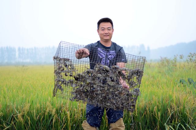 稻田蟹养殖的好处与放养时间