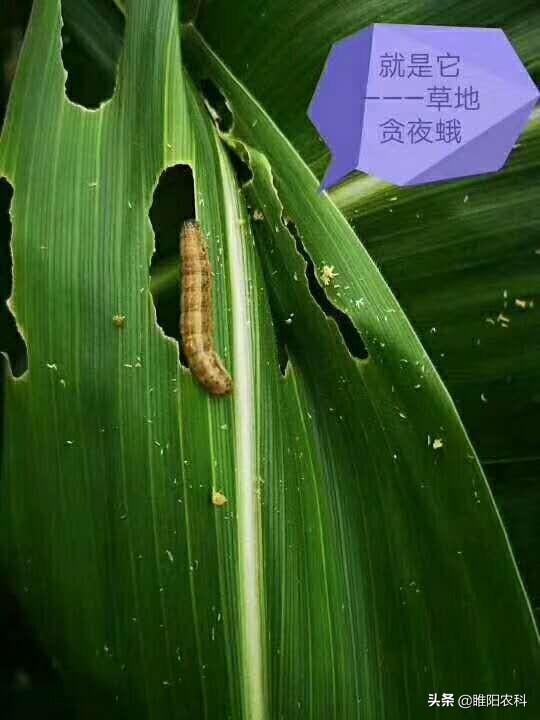 玉米害虫这样防治，简单又轻松，一季不生病