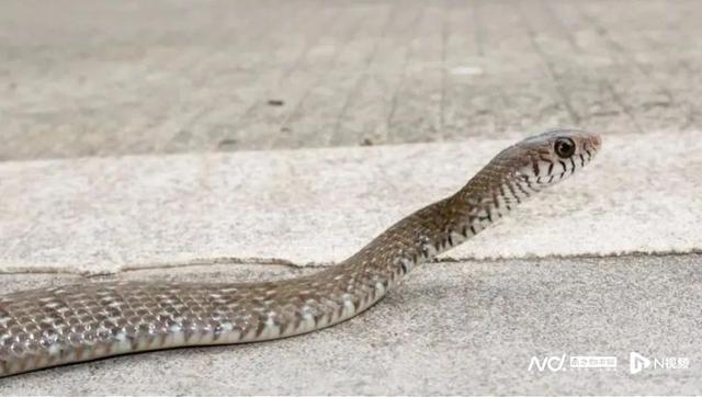公司电梯突现1.5米长蛇，小伙吓一跳！专家：是无毒水律蛇