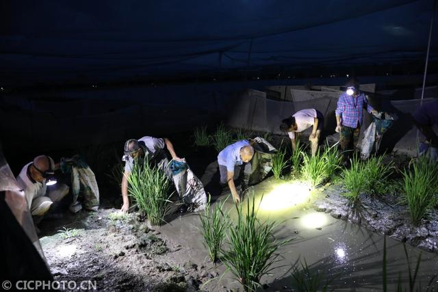 湖南永州：稻蛙共生 助农增收