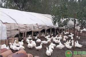 养殖鸭子的技术方法(鸭子如何做好养殖？鸭子日常管理有哪些技巧？)