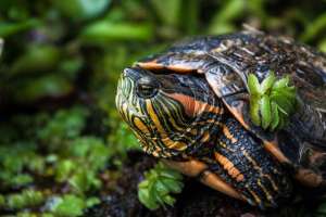 海南龟鳖养殖场(全是放生惹的祸？为何巴西龟来到我国就泛滥，靠吃能不能解决？)