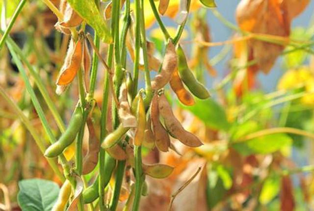 种植大豆，中后期别忘了这4种病虫害的防治，助你增产上百斤