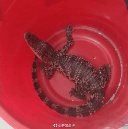 苏州一小区惊现70厘米长暹罗鳄 居民推测是家养鳄鱼