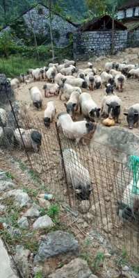 放养黑猪养殖风险(放养的家庭猪场可以通过这些方式来防控非洲猪瘟，值得你参考)