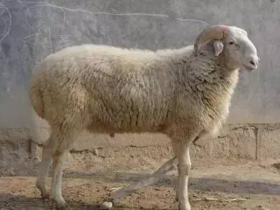 究竟什么品种的羊好养？养什么羊最赚钱？