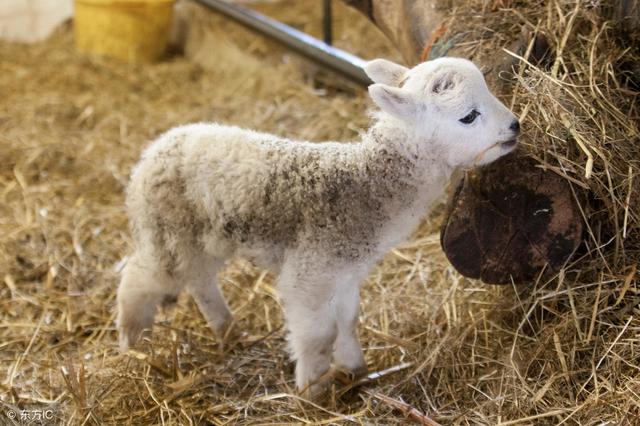 「养羊管理中的科学」羊场生产管理中应注意的问题！