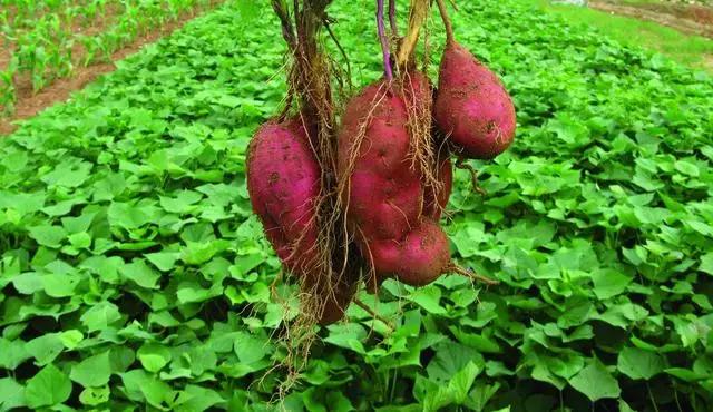 红薯的高效、高产栽培关键技术
