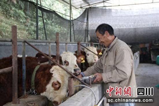 泸州纳溪：发展生态牛养殖产业 壮大村集体经济