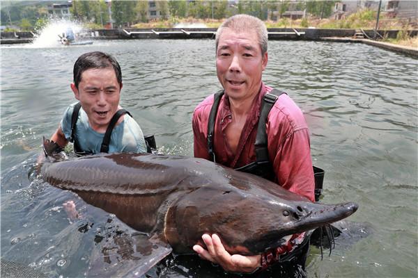 老人60岁创业养殖鲟鱼，打破传统制作鱼子酱，卖到六万元一斤