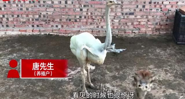 重庆出现一只无毛鸵鸟，身上没有一个毛孔，这是变异物种？