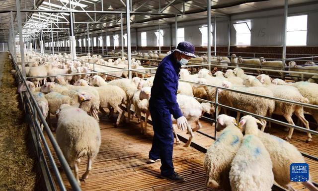 陕西榆林：发展湖羊规模养殖