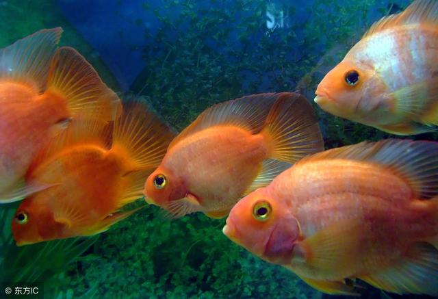 如果饲养的鱼儿密度过大，我们应该如何操作？