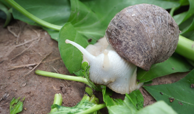 蜗牛中的“白富美”！每亩净利润两万多？