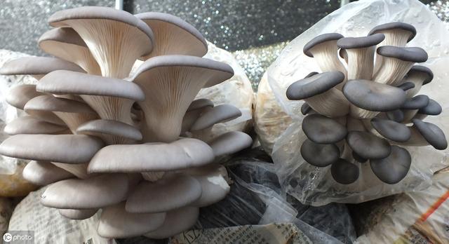 手把手教你种蘑菇，掌握5个栽培技巧，整个冬天都有蘑菇吃