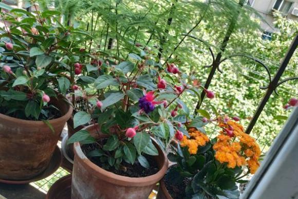 夏季养花，“小黑飞”爆发，3个“灭虫法”，彻底杜绝，简单高效